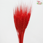 Dried Dyed Wheatgrass / Tarwe - Red (Per Bunch)