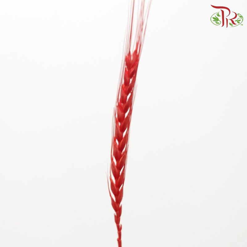 Dried Dyed Wheatgrass / Tarwe - Red (Per Bunch)