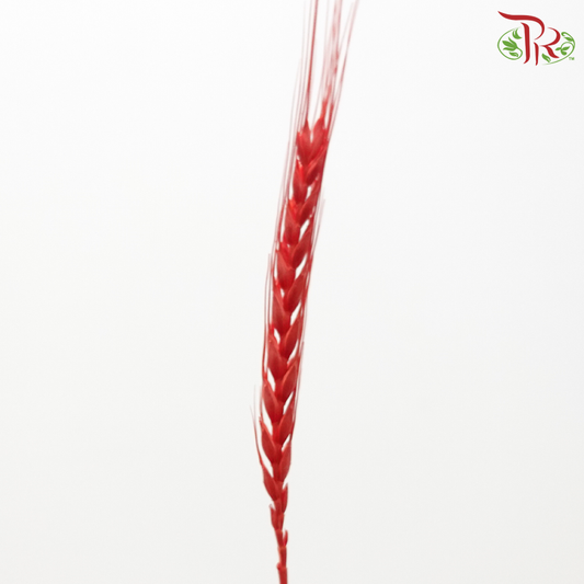 Dried Dyed Wheatgrass / Tarwe - Red (Per Bunch)