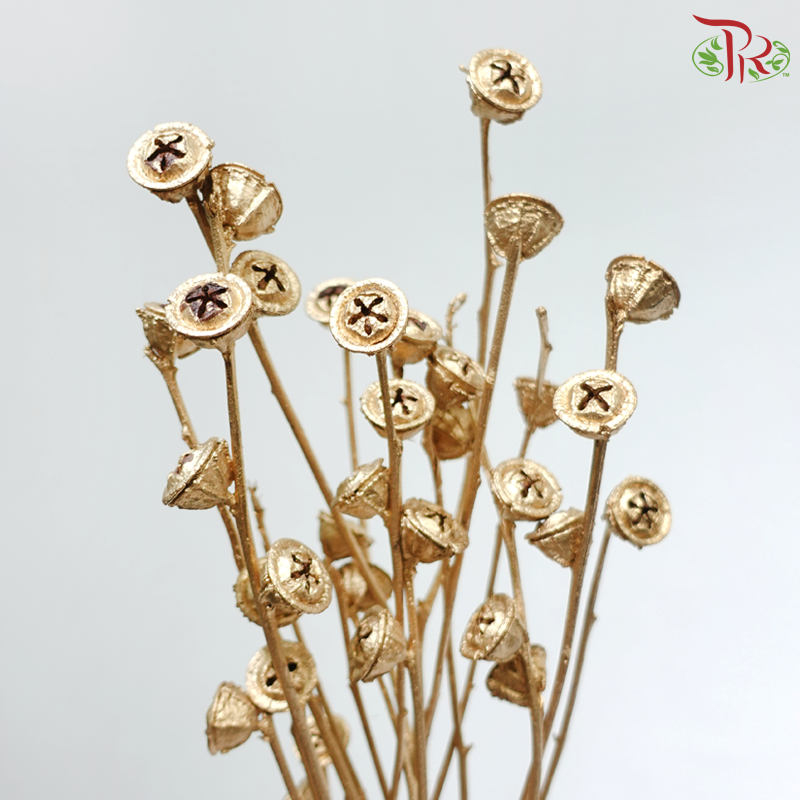 Dry Eucalyptus Nut - Dyed Gold (Per Bunch)