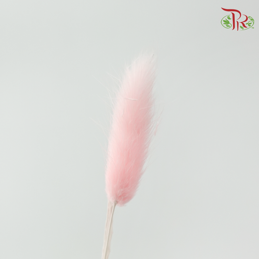 Dry Lagurus Bunny Tail - Pink (Per Bunch)