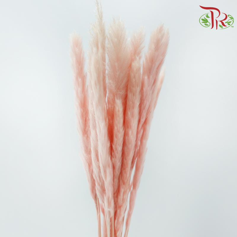 Dry Mini Pampas - Pink