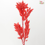 Dried Ruscus - Red (Per Bunch)
