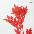 Dried Ruscus - Red (Per Bunch)