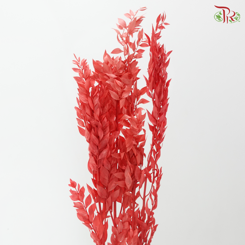 Dried Ruscus - Red (Per Bunch)
