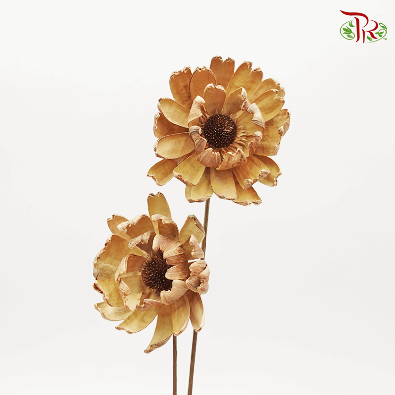 Dry LingJian Lotus (2 Stems) - Pudu Ria Florist