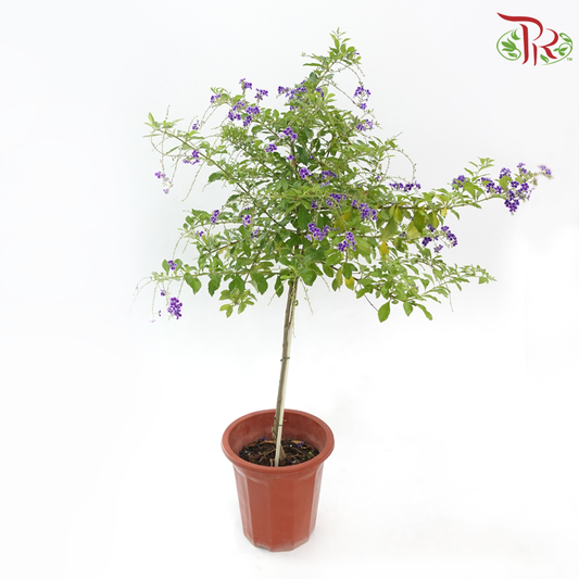 Duranta Erecta Lollipop P300《金露花》