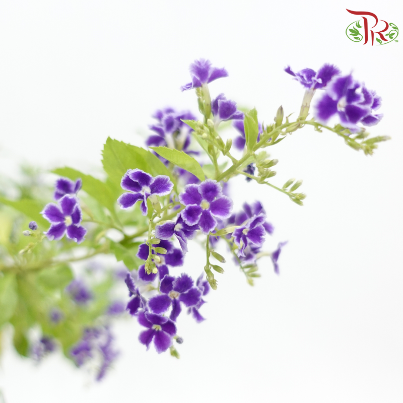 Duranta Erecta Lollipop P300《金露花》