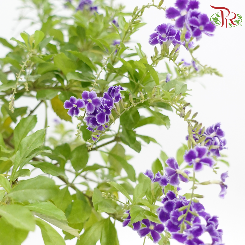 Duranta Erecta Lollipop P300《金露花》