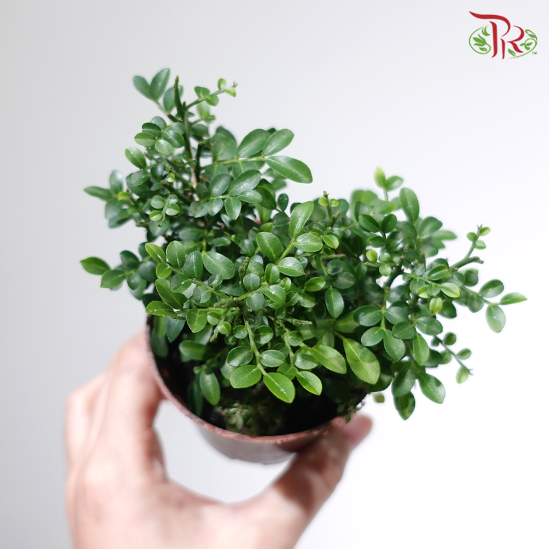 Dwarf Murraya P80《达摩九里香》