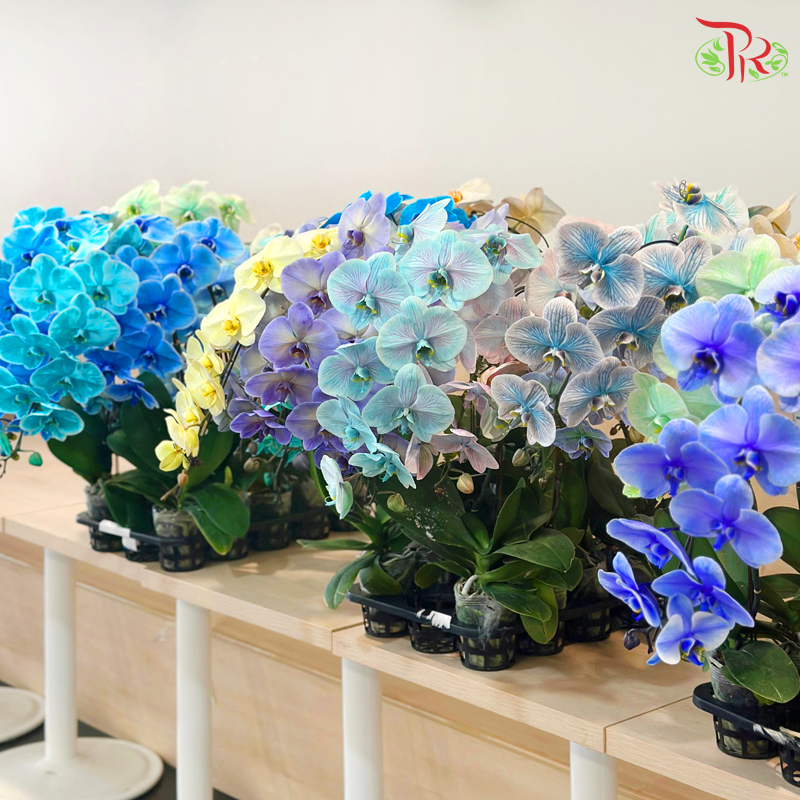 【Pre-Order】Big Single Stem Phalaenopsis Orchid (Without Vase) (With Color Option)