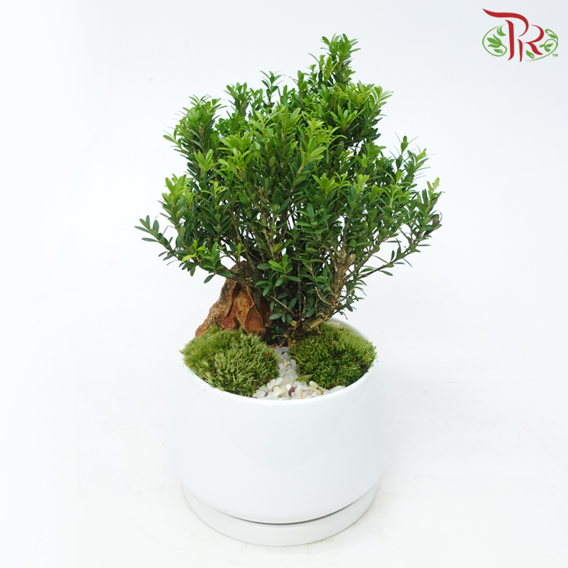 【Father's Day】Buxus Ball Arrangement《黄杨》-Pudu Ria Florist-prflorist.com.my