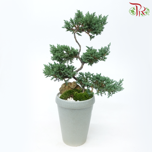 【Father's Day】Juniperus Arrangement《真柏》-Pudu Ria Florist-prflorist.com.my