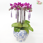【Gift Series】 Royal Mini Orchid Majesty - 3in1 Mini Double Stems Orchid Arrangement (Random Choose Orchid Colour, Design & Deco)-Pudu Ria Florist-prflorist.com.my