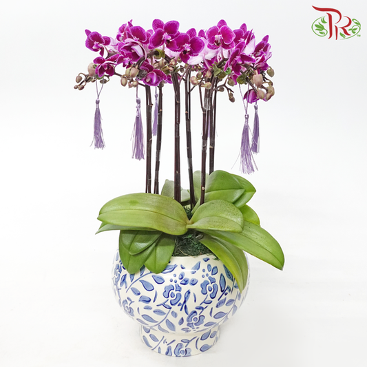 【Gift Series】 Royal Mini Orchid Majesty - 3in1 Mini Double Stems Orchid Arrangement (Random Choose Orchid Colour, Design & Deco)-Pudu Ria Florist-prflorist.com.my