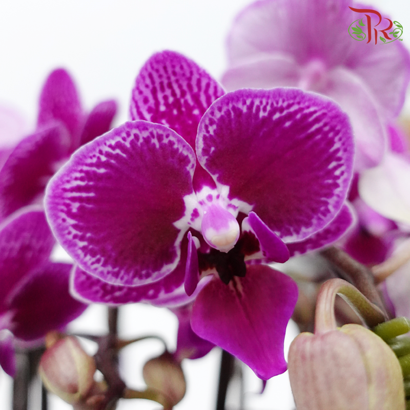 【Gift Series】 Royal Mini Orchid Majesty - 3in1 Mini Double Stems Orchid Arrangement (Random Choose Orchid Colour, Design & Deco)-Pudu Ria Florist-prflorist.com.my