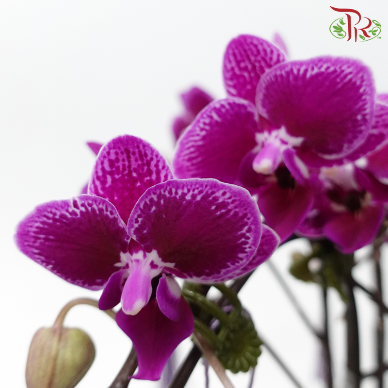 【Gift Series】 Royal Mini Orchid Majesty - 3in1 Mini Double Stems Orchid Arrangement (Random Choose Orchid Colour, Design & Deco)-Pudu Ria Florist-prflorist.com.my