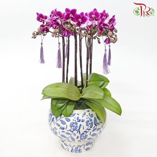 【Gift Series】 Royal Mini Orchid Majesty-Pudu Ria Florist-prflorist.com.my