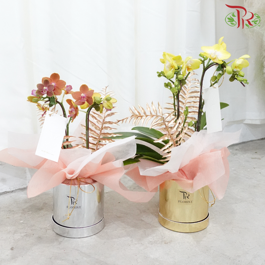 【Gift Series】 Twin Orchid Splendor - Mini Double Stems Phalaenopsis Orchid Arrangement (Random Choose Orchid Color) (With Box Color Options）-Pudu Ria Florist-prflorist.com.my