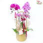 【Gift Series】Bliss Orchid Ensemble-Gold Pot-Pudu Ria Florist-prflorist.com.my