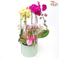 【Gift Series】Bliss Orchid Ensemble-Green Pot-Pudu Ria Florist-prflorist.com.my