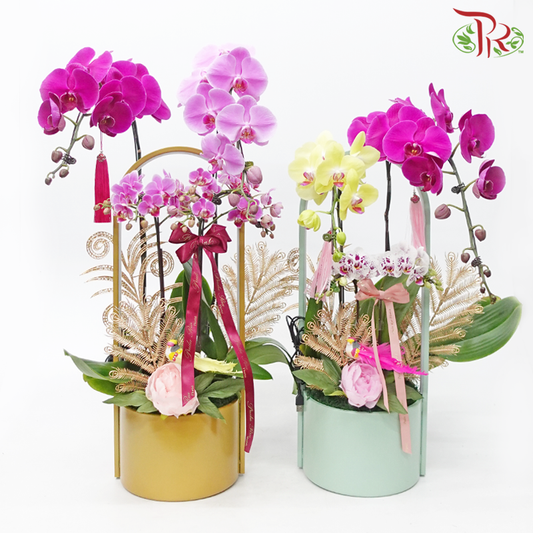 【Gift Series】Bliss Orchid Ensemble-Pudu Ria Florist-prflorist.com.my