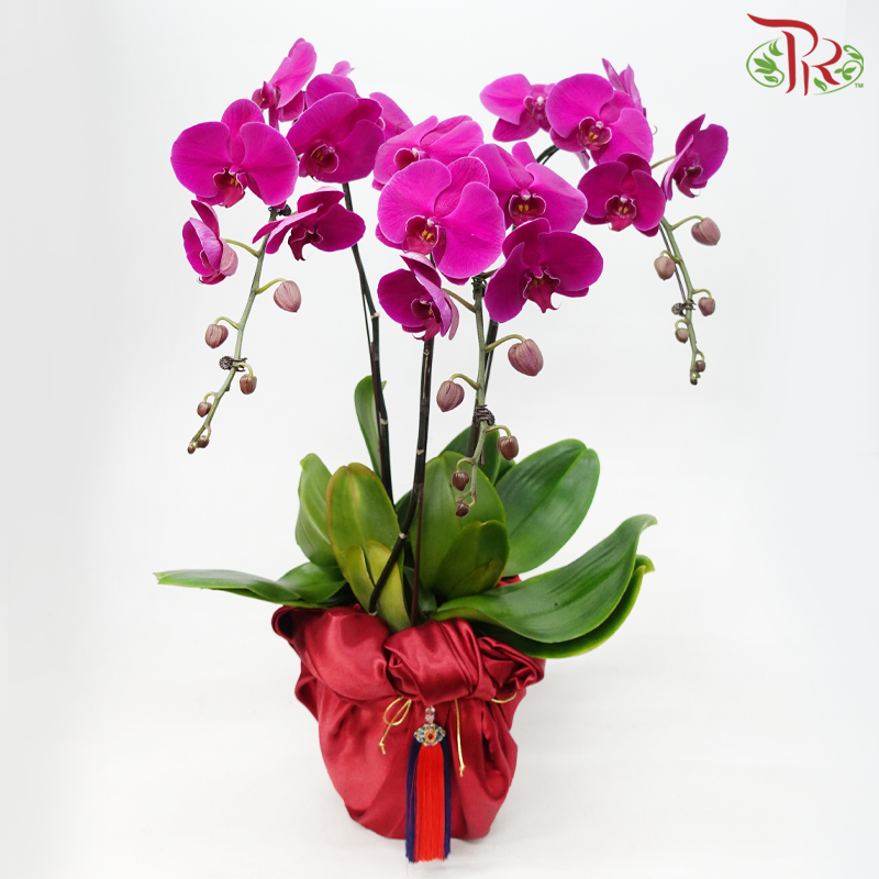 【Gift Series】Chromatic Orchid Cascade - 3in1 Premium Phalaenopsis Orchids Arrangement in Red Wrapping Cloth (Random Choose Orchid Colour)-Pudu Ria Florist-prflorist.com.my
