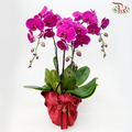 【Gift Series】Chromatic Orchid Cascade - 3in1 Premium Phalaenopsis Orchids Arrangement in Red Wrapping Cloth (Random Choose Orchid Colour)-Pudu Ria Florist-prflorist.com.my