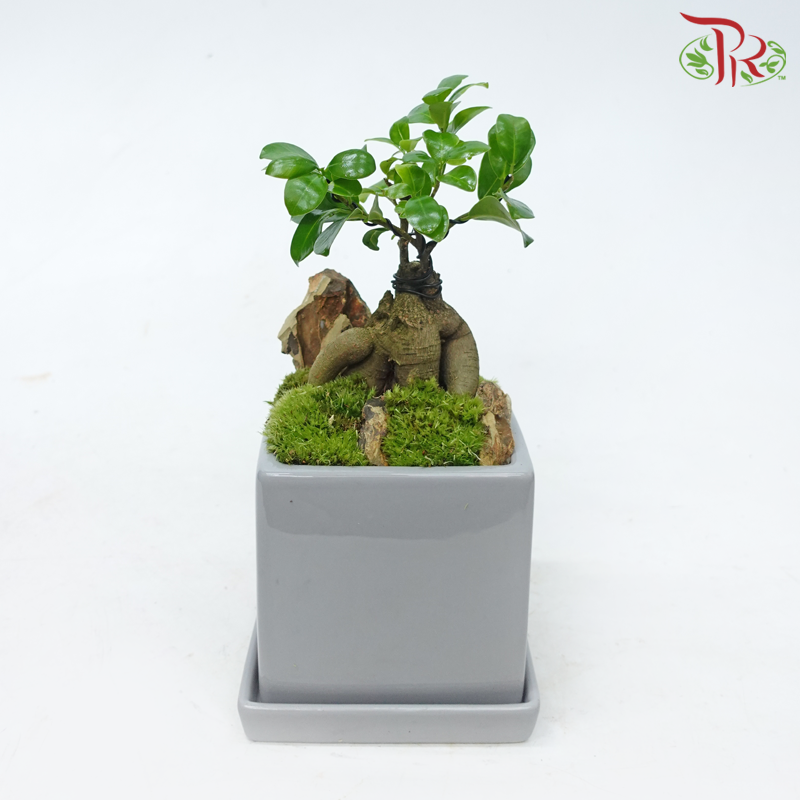 【Gift Series】Ficus Microcarpa Arrangement《人参榕》-Pudu Ria Florist-prflorist.com.my