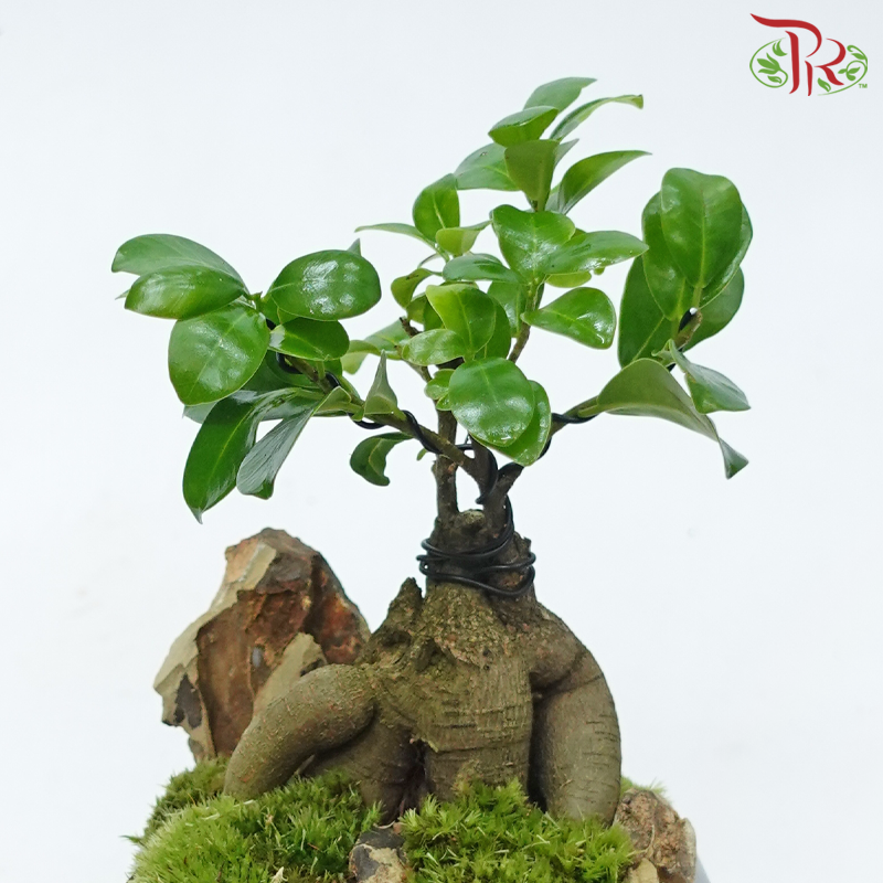 【Gift Series】Ficus Microcarpa Arrangement《人参榕》-Pudu Ria Florist-prflorist.com.my