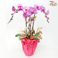 【Gift Series】Harmoni Orchids Arrangement - 3in1  Premium Phalaenopsis Orchids Arrangement With Wrapping Cloth (Random Choose Orchid Color & Deco) (With Wrapping Cloth Color Options)