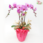 【Gift Series】Harmoni Orchids Arrangement - 3in1  Premium Phalaenopsis Orchids Arrangement With Wrapping Cloth (Random Choose Orchid Color & Deco) (With Wrapping Cloth Color Options)