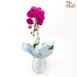 【Gift Series】Harmonious Orchid Beauty-Big Single Stem-Pudu Ria Florist-prflorist.com.my