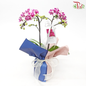 【Gift Series】Harmonious Orchid Beauty-Mini Double Stems-Pudu Ria Florist-prflorist.com.my