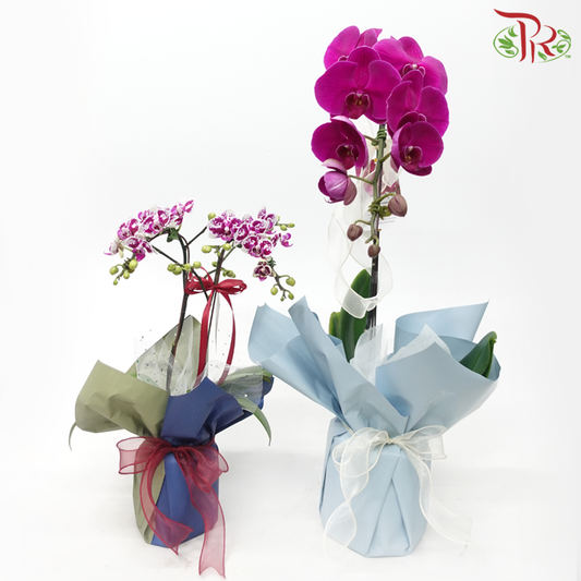 【Gift Series】Harmonious Orchid Beauty-Pudu Ria Florist-prflorist.com.my