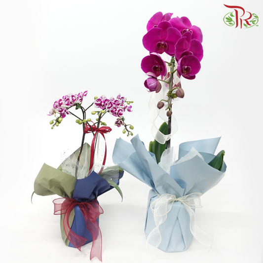 【Gift Series】Harmonious Orchid Beauty