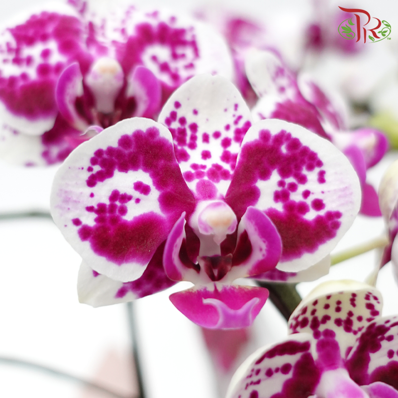 【Gift Series】Harmonious Orchid Beauty