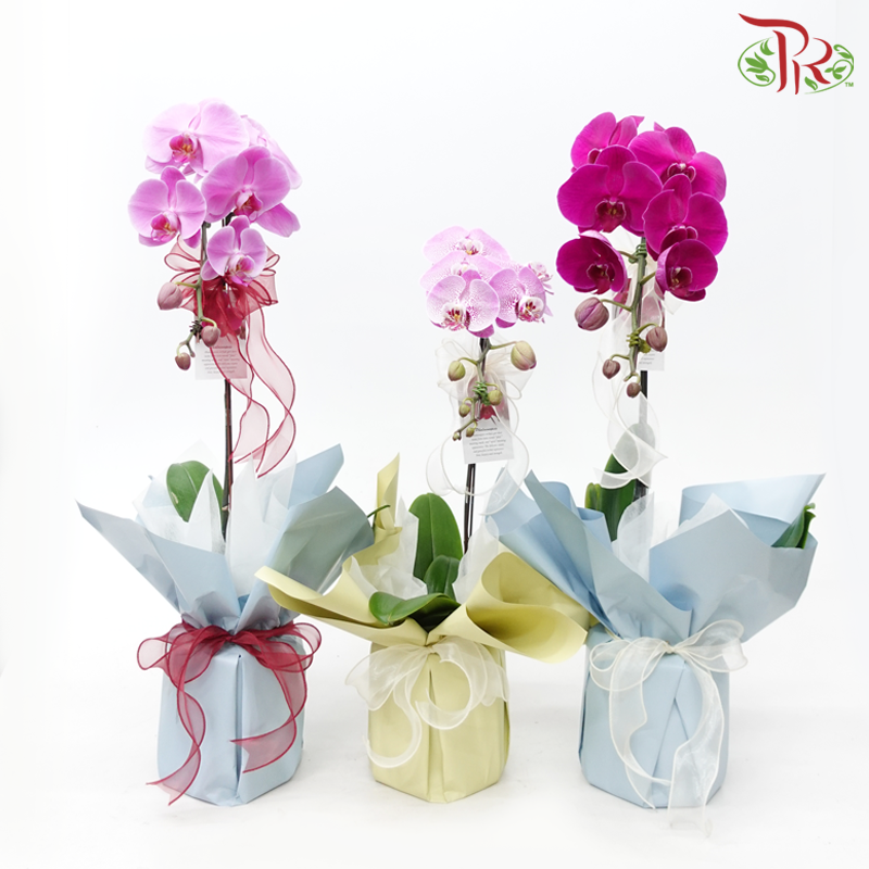 【Gift Series】Harmonious Orchid Beauty