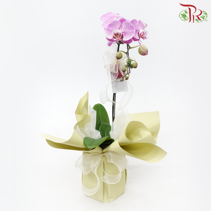 【Gift Series】Harmonious Orchid Beauty