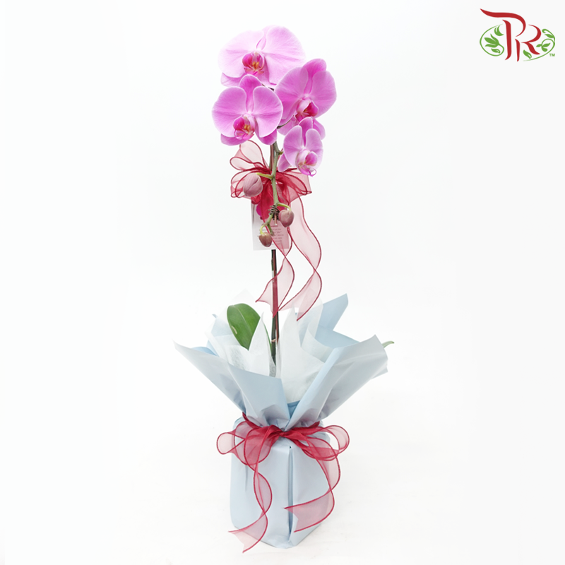 【Gift Series】Harmonious Orchid Beauty