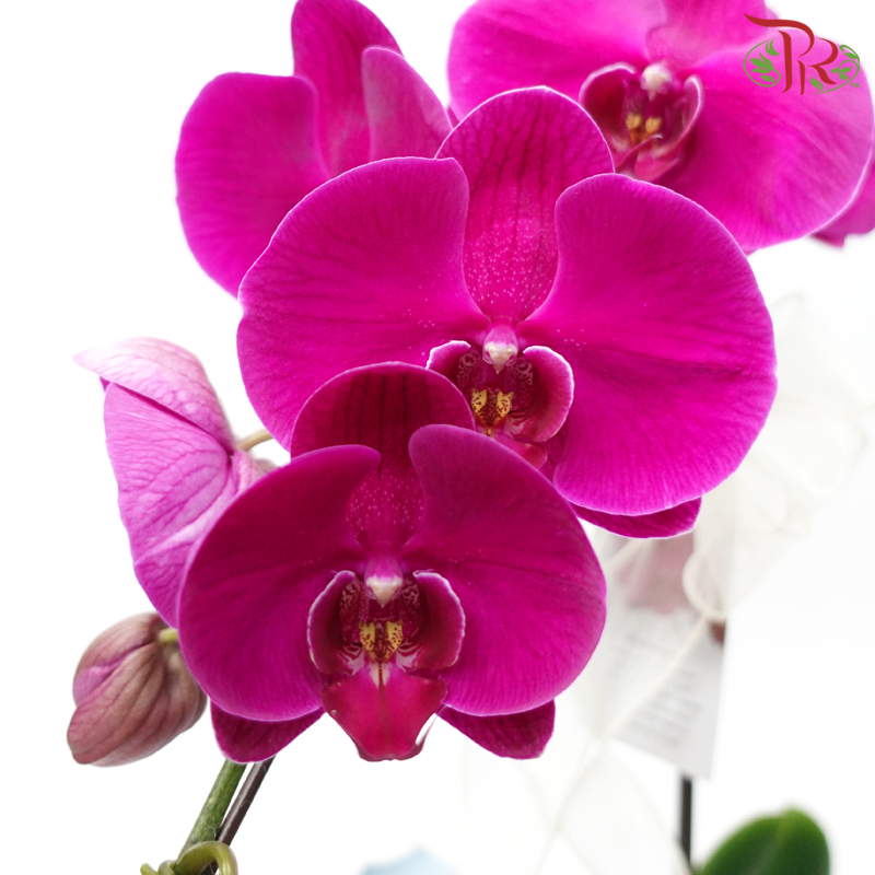 【Gift Series】Harmonious Orchid Beauty