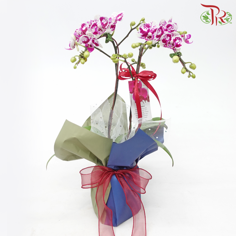 【Gift Series】Harmonious Orchid Beauty