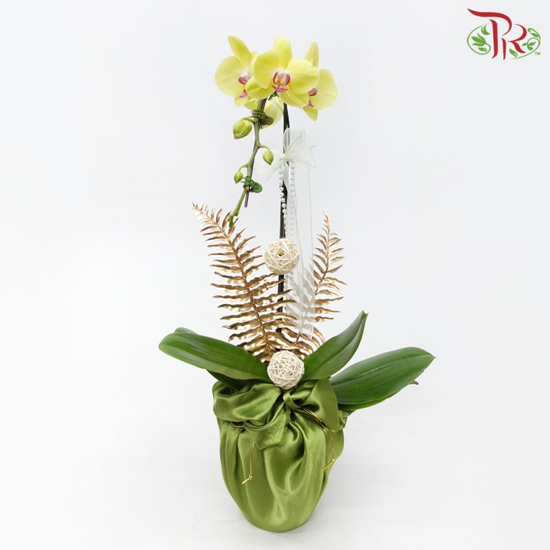 【Gift Series】Orchid Tranquility - Premium Phalaenopsis Orchid Arrangement with Wrapping Cloth (Random Choose Orchid Colour) (With Wrapping Cloth Color Options)-Green Wrapping Cloth-Pudu Ria Florist-prflorist.com.my