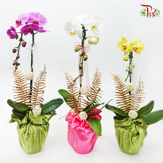 【Gift Series】Orchid Tranquility - Premium Phalaenopsis Orchid Arrangement with Wrapping Cloth (Random Choose Orchid Colour) (With Wrapping Cloth Color Options)-Pudu Ria Florist-prflorist.com.my