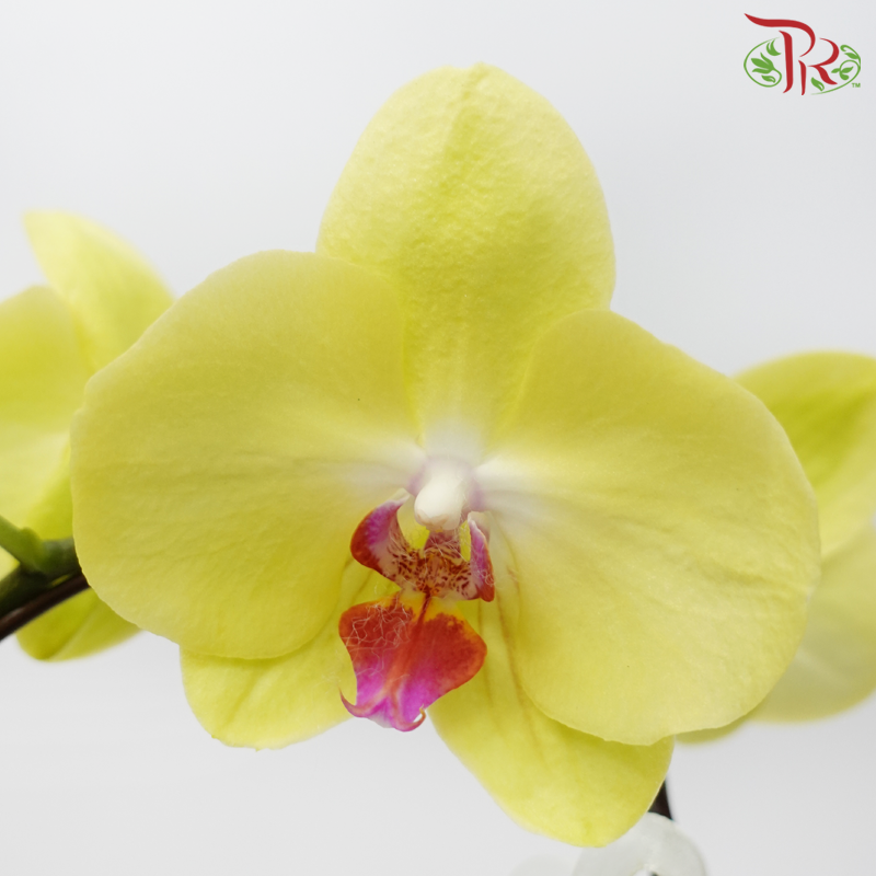 【Gift Series】Orchid Tranquility - Premium Phalaenopsis Orchid Arrangement with Wrapping Cloth (Random Choose Orchid Colour) (With Wrapping Cloth Color Options)-Pudu Ria Florist-prflorist.com.my