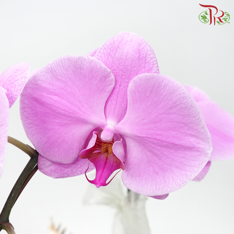 【Gift Series】Orchid Tranquility - Premium Phalaenopsis Orchid Arrangement with Wrapping Cloth (Random Choose Orchid Colour) (With Wrapping Cloth Color Options)-Pudu Ria Florist-prflorist.com.my