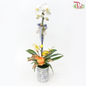 【Gift Series】Pure Orchid Splendor - Premium Phalaenopsis Orchid Arrangement (Random Choose Orchid Colour, Deco & Design) (With Options of Pot)-Lian Hua Pot-Pudu Ria Florist-prflorist.com.my