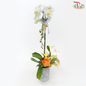 【Gift Series】Pure Orchid Splendor - Premium Phalaenopsis Orchid Arrangement (Random Choose Orchid Colour, Deco & Design) (With Options of Pot)-Tang Cao Pot-Pudu Ria Florist-prflorist.com.my