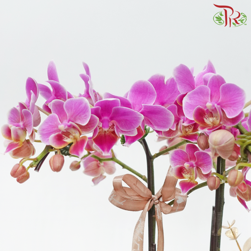 【Gift Series】Raya Mini Orchid Basket Arrangement With Kalanchoe (Random Choose Orchid Colour, Kalanchoe Colour & Deco)-Pudu Ria Florist-prflorist.com.my