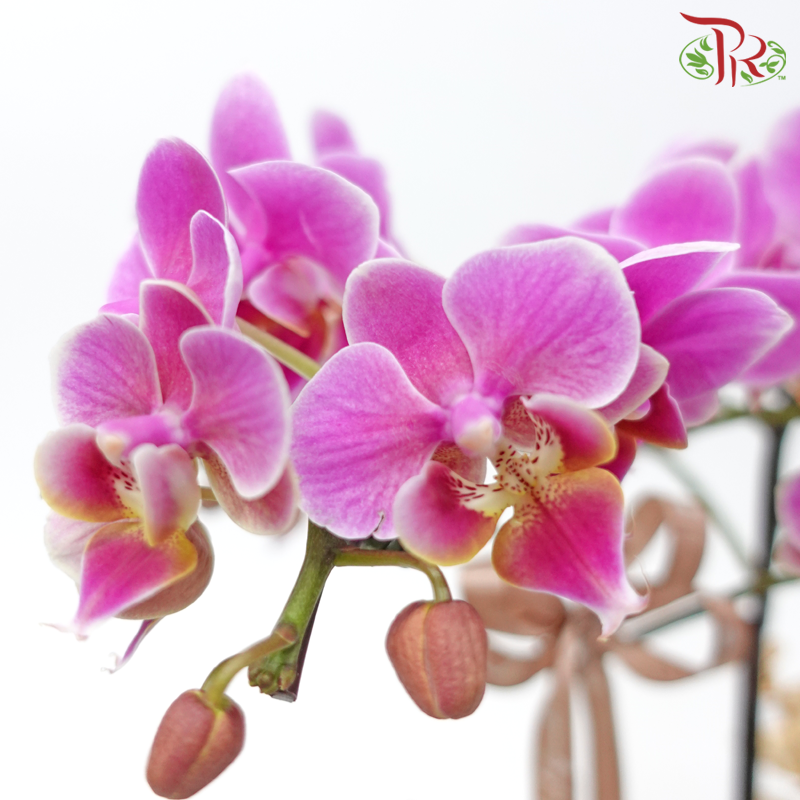 【Gift Series】Raya Mini Orchid Basket Arrangement With Kalanchoe (Random Choose Orchid Colour, Kalanchoe Colour & Deco)-Pudu Ria Florist-prflorist.com.my